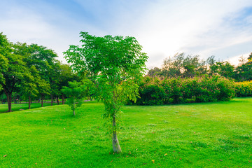 Fototapeta na wymiar Green lawn with trees in park of bangkok city