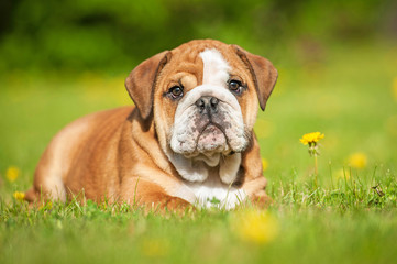 English bulldog puppy lying on the lawn