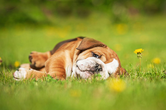 English Bulldog Puppy Sleeping On The Lawn