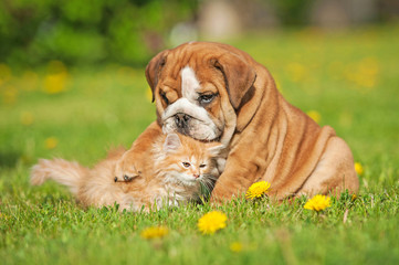 Obraz premium English bulldog puppy playing with a little kitten