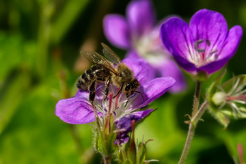Honig, Frühling,blume,,biene, frühling, sommer, blüte, 