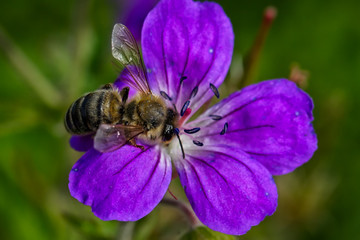 Honig, Frühling,blume,,biene, frühling, sommer, blüte, 