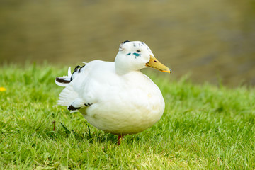 White mallard (Anas platyrhynchos)