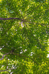 under the tall tree beautiful leaves