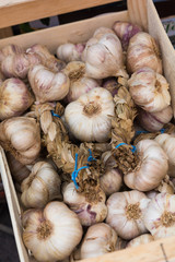 Fresh garlic for sale at farmers market