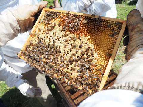Cadre apiculteur ruche