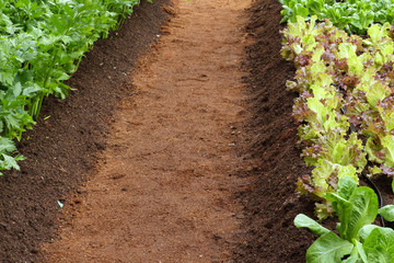 Vegetable plots.