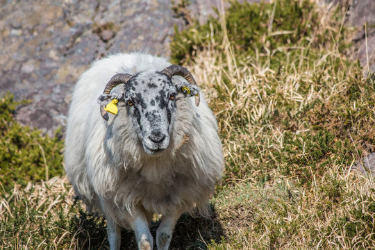 Schaf in Irland