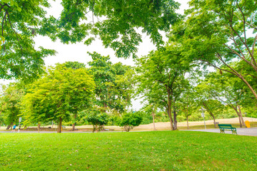 Green lawn with trees in park of bangkok city