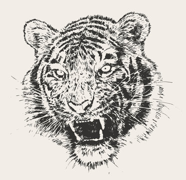 Tiger Head Engraving Vector Hand Drawn Sketch