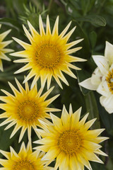 aster flower in the garden