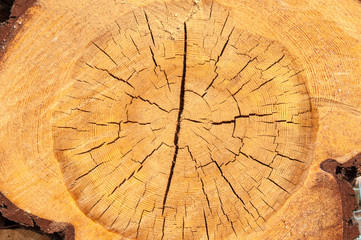 The texture of the wood slice cruba