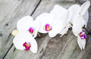 Photo of white orchid on vintage wooden background