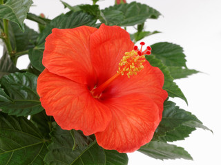 Hibiscus