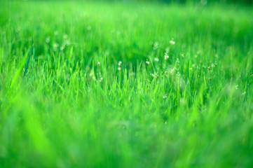 blurred grass background
