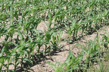 Champ de maïs