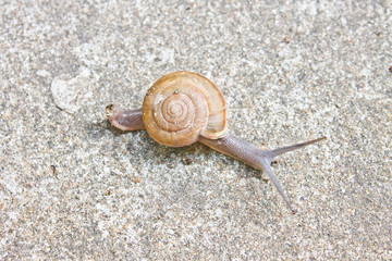 snail