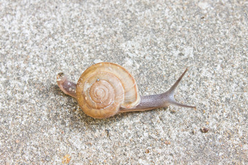 snail