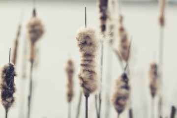 Old open bulrush, Typha latifolia, with reed near water