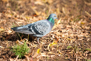 Rock pigeon