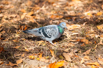 Rock pigeon