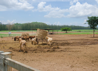 Horses at horse farm.