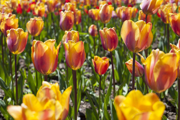a lot of tulips