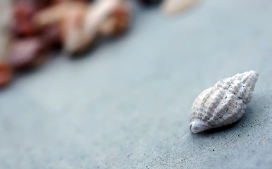 Beautiful sea shell on the concrete floor