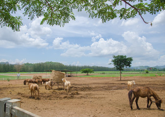 Horses at horse farm.