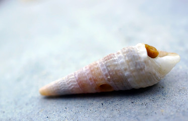 Beautiful sea shell on the concrete floor