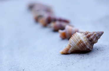 Beautiful sea shell on the concrete floor