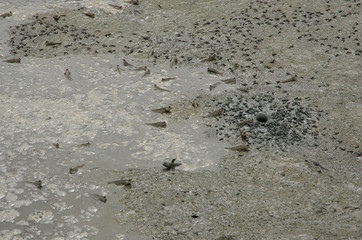 mudskippers in the mangrove forest