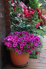 Petunien im Blumentopf stehen auf der Terrasse