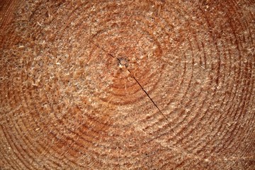 Naklejka premium Wood texture of cut tree trunk, close-up