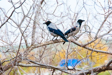 Two crows