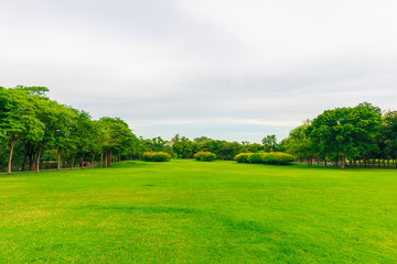 Green lawn with tree in city park, Beautiful park