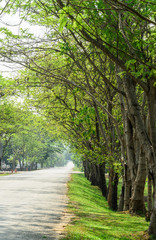 Tunnel green trees on either side of the road