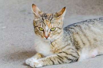 Colored domestic cat with green eyes, close up, portrait