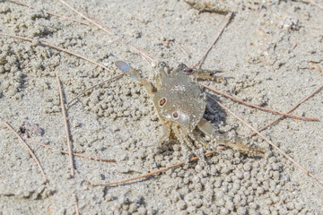 ghost crab