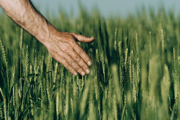 Hand of a farmer touching ripening wheat ears in early summer.. 