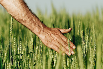 Hand of a farmer touching ripening wheat ears in early summer. 