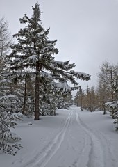 Vintage winter forest