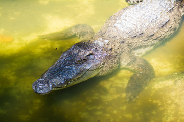 big crocodile in zoo