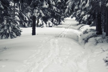 Vintage winter forest
