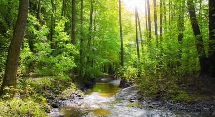 Fototapeta premium Forest creek