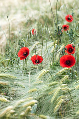 Fototapeta premium Flowers of red poppy on the corn field