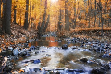 Autumn stream in the forest in sunny day