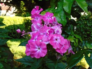 Phlox paniculata flowers in the garden.