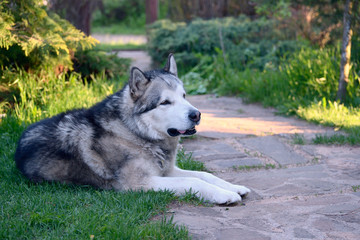 Alaskan Malamute