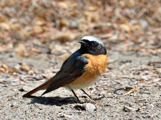Common Redstart (Phoenicurus phoenicurus)